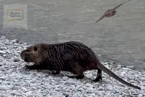 Прямо-таки шведский стол: новороссийцы показали, как питаются нутрии на пляже