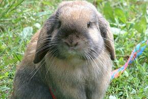 Собрать всё мужество в кулак: Змея готовит множество испытаний для людей, рождённых в год Кролика