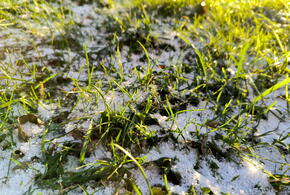 Плоды помогут справиться с депрессией, простудой и не набрать вес