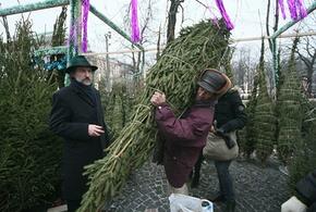 В Роскачестве дали советы, как выбрать хорошую живую ель к празднику