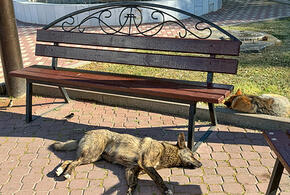 В Сочи садистов, которые убили собаку, отправят в колонию