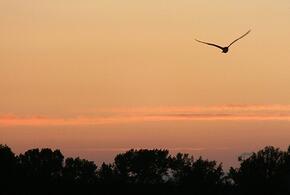 За ночь над Кубанью сбит один украинский беспилотник и еще 83 – над другими территориями России