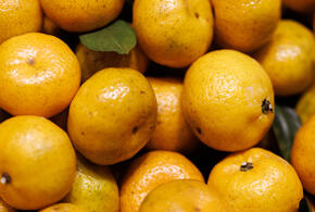 460 тонн заражённых цитрусовых отправили в Краснодарский край из Турции, Египта и Израиля