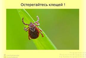 Аномально тёплая погода на Кубани пробудила раньше времени клещей