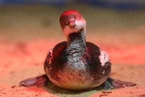 Фото спасённой черношейной поганки показал Оперштаб Кубани