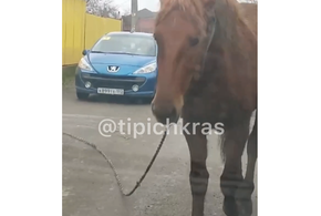 «Грустный» конь бродит один по Краснодару