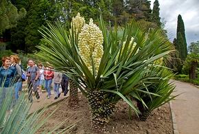 «Иди молчи дальше..»: в Сочи пенсионерка с лопатой набросилась на декоративные растения