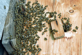 Из-за аномального тепла на Кубани проснулись пчёлы