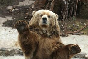 Медведи-шатуны бродят вблизи Краснодарского края