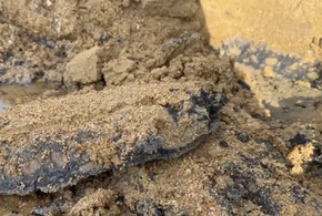 Новые следы мазута нашли на уже убранных анапских пляжах 