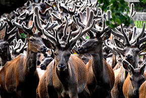 Об опасности для людей заболевания «зомби-оленей» рассказали вирусологи