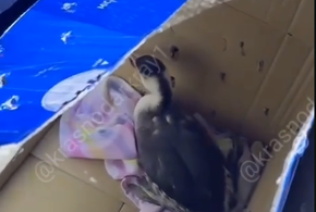 Под Анапой задержали лже-волонтёров, которые промышляли незаконной охотой