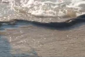 Ученый из «Сколтеха» рассказал о новом и очень быстром способе сбора мазута с черноморских пляжей