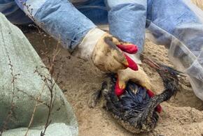 Ученый назвал вид птиц, больше всего страдающих от разлития мазута в море