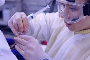 В Анапе и Темрюкском районе обнаружили уже почти  6 тысяч пострадавших от мазута птиц