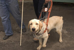 В Анапе прохожая избила слабовидящего инвалида с собакой-поводырём