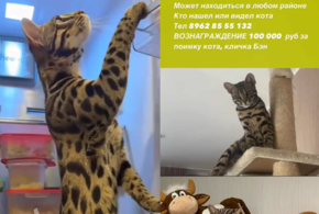 В Краснодаре за сбежавшего из дома кота обещают солидную награду