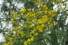 В Сочи расцвела серебристая акация