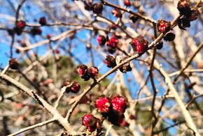 В Сочи зацвело дерево, которое невозможно разрубить топором