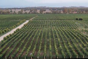 Винный маршрут для автотуристов открыли на Кубани