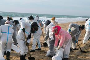 Власти Кубани приступили к оценке ущерба от выброса мазута на побережье