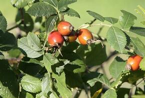Во всем известных плодах учёные обнаружили вещество, уничтожающее раковые клетки
