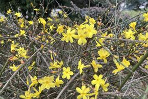 Желтые цветки покрыли кусты в Абрау-Дюрсо