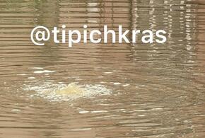 Фекальное наводнение: жители Краснодара придумали новый способ спастись от канализационных стоков у жилых домов