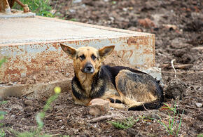 На отлов бездомных животных в Краснодаре выделено более 5 млн рублей
