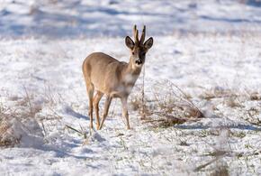 На улице минус: о погоде на Кубани 19 февраля рассказали синоптики