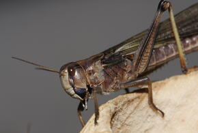 Нашествие саранчи на Кубань ожидают учёные в 2025 году