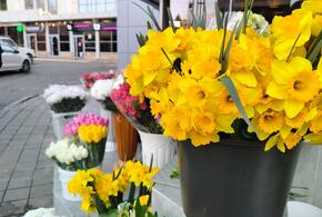Необычно ранние: нарциссами торгуют в Сочи