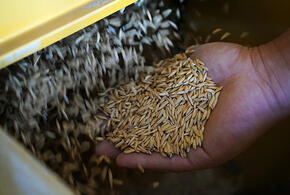 Новый завод запустят в Краснодарском крае в этом году 