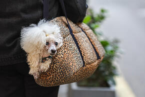 Почему жители Кубани не хотят страховать своих животных, рассказал эксперт