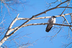 Погода 8 марта в Краснодарском крае: будет ли тепло