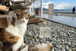 Полмиллиона отдыхающих посетили зимние пляжи Сочи в этом сезоне