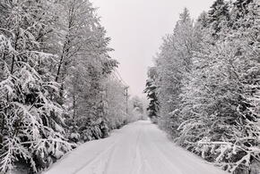 Поваленные деревья, травмированные люди: дойдёт ли ростовский снег до Кубани, в соседнем регионе коллапс