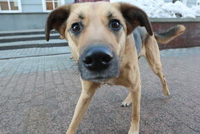 Повесил на дереве и изрезал ножом: в Горячем Ключе поймали живодёра, который жестоко расправился с дворовым псом