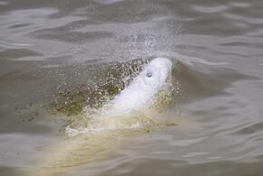 Рыба массово гибнет под Анапой