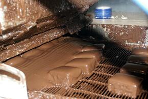 Шоколадная революция: учёные хотят заменить какао мукой Коджи, для производства которой используют плесневые грибы