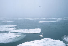 Трагедия в Кореновском районе Кубани: отец с дочкой провалились под лёд, когда кормили лебедей