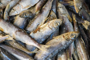 Вся рыба погибла