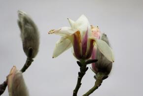 В Анапе неожиданно зацвело дерево магнолии
