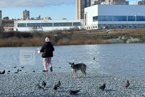 В Чёрном море у берегов Новороссийска появился новый остров