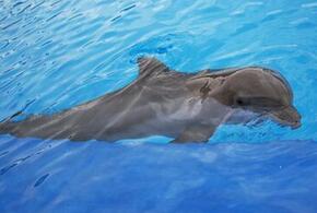 В Кабардинке спасли дельфина, выбросившегося на берег