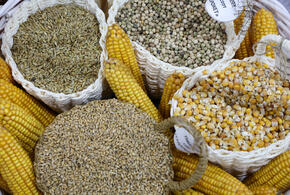 В Краснодар привезли заражённую кукурузу из Испании