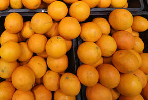 В морском порту Новороссийска задержали 42 тонны заражённого груза из Египта