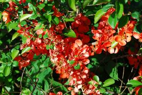 В Сириусе зацвёл хеномелес, чей плод, согласно мифу, сорвали Адам и Ева 