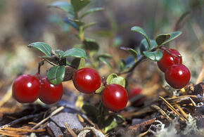 Входит в меню космонавтов: самую полезную ягоду назвали эксперты 
