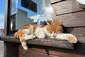 18 градусов: о погоде на Кубани 8 марта рассказали синоптики